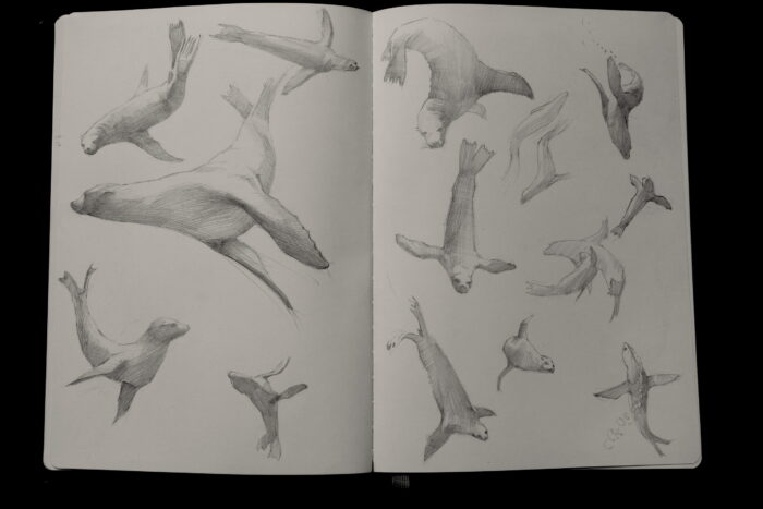 Wildlife and Landscape — Sketching to Studio Painting - Image 2